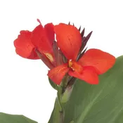 Canna x generalis 'Cannova Scarlet' ~ CANNOVA® Scarlet Canna Lily