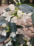 6″ Stephanotis Hoop