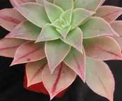 AEONIUM LEUCOBLEPHARUM