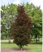 Acer platanoides 'Crimson Sentry'