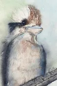 "Kookaburra" Note Book