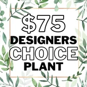Designer's Choice Plant - $75