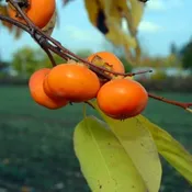 American Persimmon Tree (Prairie Gem®)