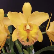 *FLASK* Blc. Waianae King  x Bc. Donna Kimura