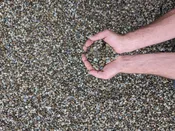 River Rock Pea Gravel