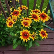10" Rudbeckia Sunspot