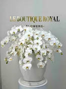 Orchid Majesty - White Phalaenopsis Orchids & Hydrangeas