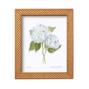 8x10 Hydrangea Print No. 3 By Susan Gordon