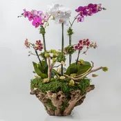 Flamingo Orchid Arrangement