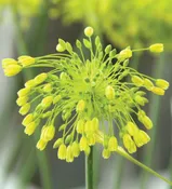 Alliums – chloranthum ‘Yellow Fantasy’