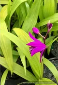Bletilla striata 'Ogon', Hardy Ground Orchid