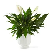 6" Peace Lily w/ceramic planter