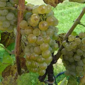 Alvarinho (Albariño) Grapevine - Grafted