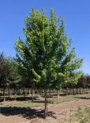 Autumn Blaze® Maple | Acer x freemanii 'Jeffersred' — Northwest Shade Trees