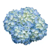Hydrangea Premium Blue – 35 stems per box