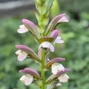 Acanthus mollis 'Morning Candle'