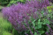 Salvia verticillata 'Purple Rain'