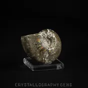 Ammonite