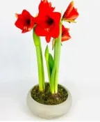AMARYLLIS IN STONE POT