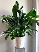 10" Spathiphyllum 'Peace Lily'