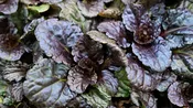 Ajuga, Black Scallop