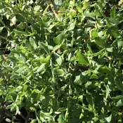 Baccharis pilularis 'Twin Peaks' (1 qt) | Dwarf Coyote Brush (1 qt)
