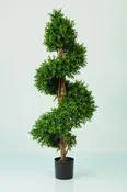 Boxwood Spiral