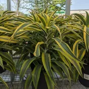 Lemon Lime Dracaena 10" Pot