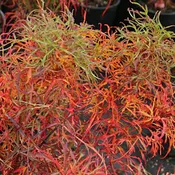 Acer japonicum 'Gossamer' Japanese Maple