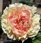 Peony 'Canary Brilliants' Bare Root — Gardenwerks