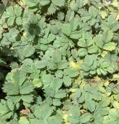 Acaena saccaticupula 'Blue Haze'