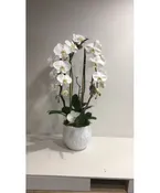 Cascading Orchid Plant