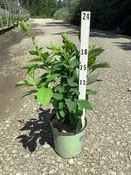 Spice Bush