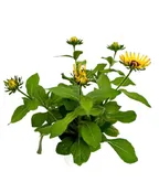 5.25" FALL ANNUAL RUDBECKIA PAWNEE SPIRIT