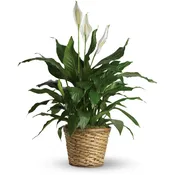 Simply Elegant Spathiphyllum - Medium