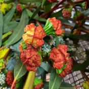 Red Helmet Eucalyptus