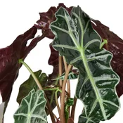 Alocasia Polly ‘African Mask’ – 6″ Pot