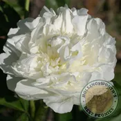 Duchesse de Nemours