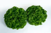 Zorro Lettuce (Primed &amp;amp; Pelleted)