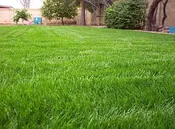 Annual Ryegrass, Domestic Grass Seed, 50 lbs.