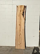 American Elm AE158