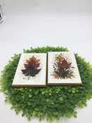 Pressed Leaves/Seeds Pictues by Henni Canad