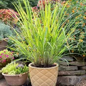 2.32 Qt. Lemongrass
