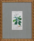 ANTIQUE BOTANA III