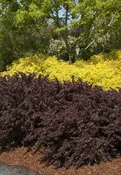 Berberis 'Crimson Pygmy' 1 gallon