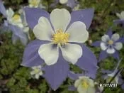 AQUILEGIA COERULEA, Blue Columbine 10 cubic inch plug