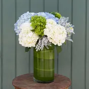 Blue and White Hydrangeas
