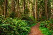 Redwoods and Moss — Pierpoint Candle Company