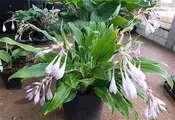 Addicted to Love Hosta