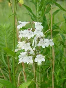 Beardtongue, White